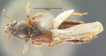 Media type: image;   Entomology 6530 Aspect: habitus dorsal view